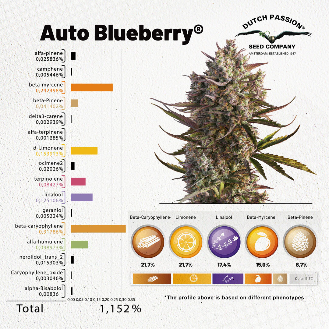 Auto-Blueberry--terpenes-over-1-procent (1).